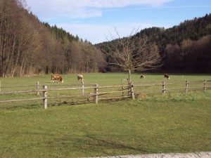 Reisenthal 2